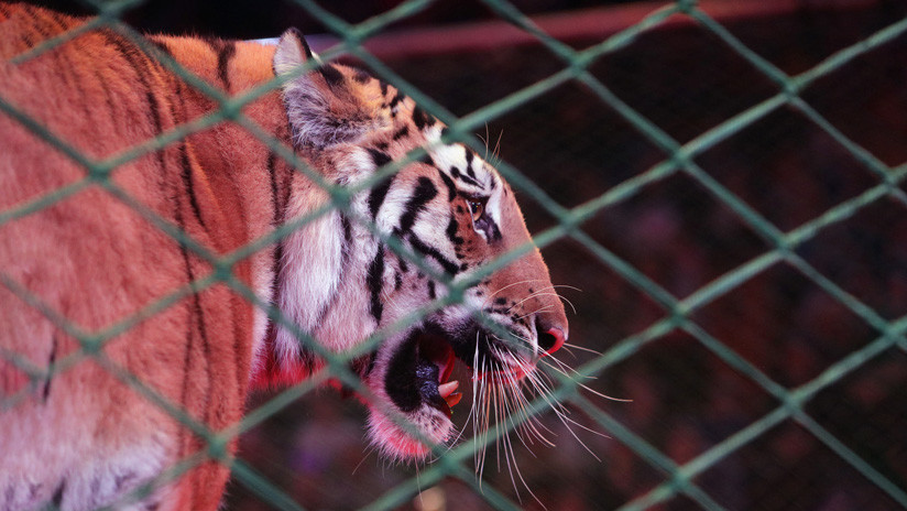 VIDEO Un tigre aterroriza al público al escapar de su jaula en un circo chino