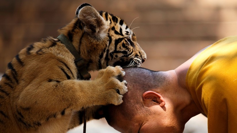 Confirman que mÃ¡s de la mitad de los tigres rescatados de un templo budista tailandÃ©s han muerto