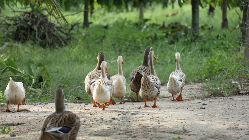 VIDEO: La extraña 'risa humana' de un pato desconcierta a los internautas