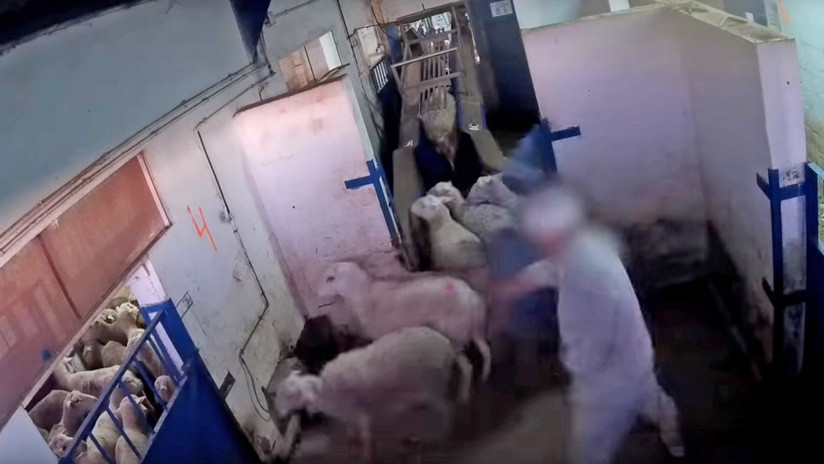 VIDEO: Una cámara oculta revela brutales imágenes de maltrato animal en un matadero de Madrid