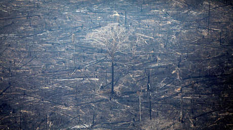 Estudio: Cada año el mundo pierde bosques equivalentes al tamaño de Gran Bretaña