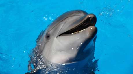 VIDEO: Crean una cadena humana para rescatar a cuatro delfines atrapados en un canal