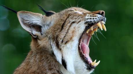 FOTOS: Una mujer recoge a un lince herido y lo coloca dentro del auto junto a su hijo de 3 años