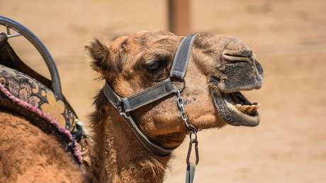 Una mujer le muerde los testículos a un camello para salvar su vida en un extraño enfrentamiento en EE.UU.