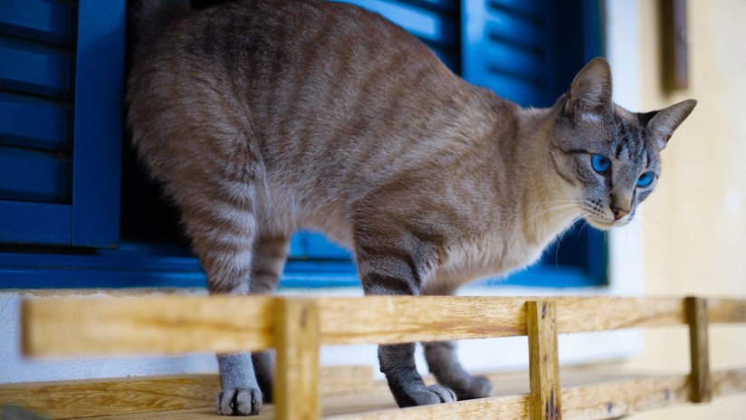 Una mujer le pone a un gato un 'seguidor de actividad' para conocer su vida nocturna