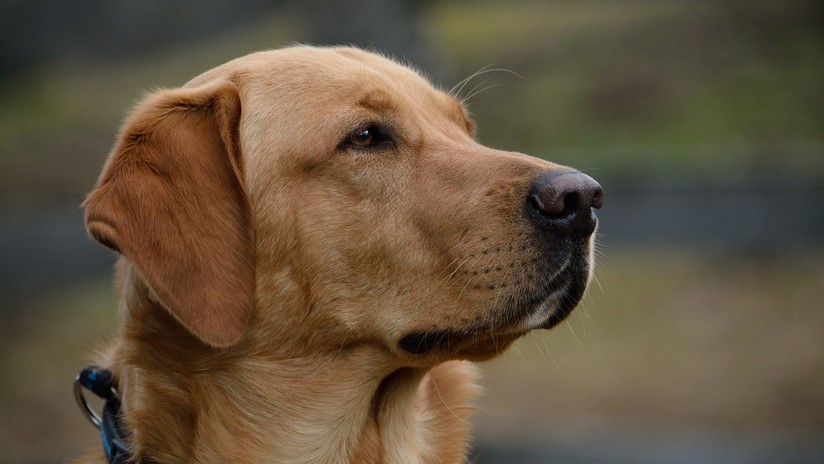 VIDEO: Un perro pisa un arma y accidentalmente dispara a una mujer en EE.UU.