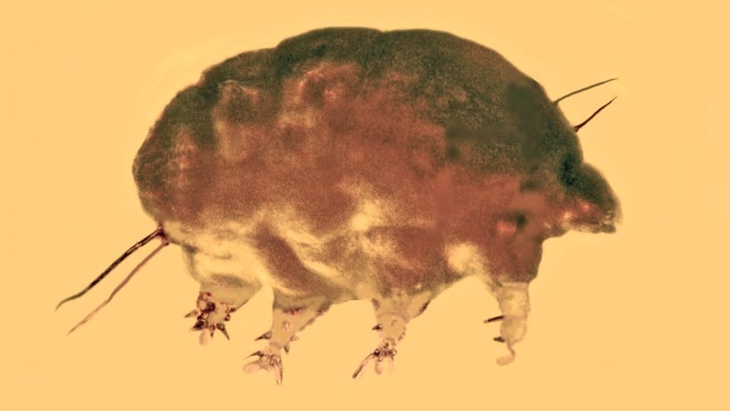 Hallan en ámbar dominicano una criatura invertebrada de hace 30 millones de años desconocida hasta ahora