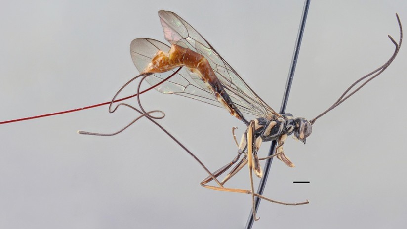 FOTOS: Científico descubre una especie de avispa parásita y la bautiza con el nombre de su mujer