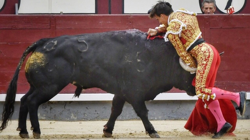 VIDEO: Conocido torero sufre una dura cornada que le seccionó la femoral
