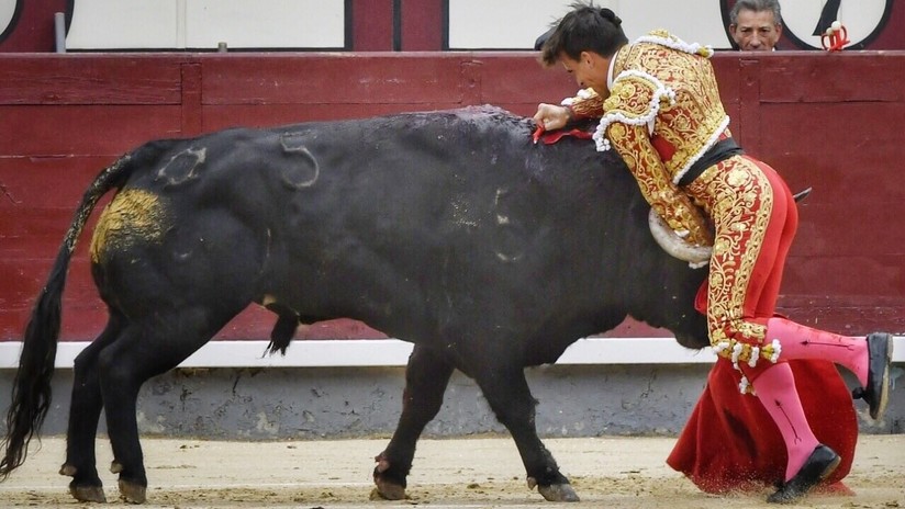 VIDEO: Conocido torero sufre una dura cornada que le seccionÃ³ la femoral