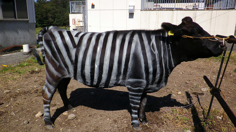 Resultado de imagen para Pintar vacas como cebras