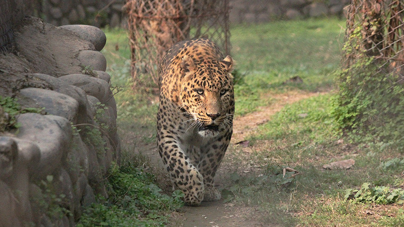 VIDEO: Un leopardo se acerca sigilosamente a un perro que dureme delante de su casa y se abalanza sobre él