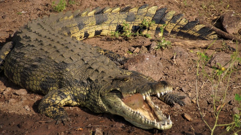 Un leopardo y un cocodrilo chocan 'a cara de perro' por una presa (VIDEO)