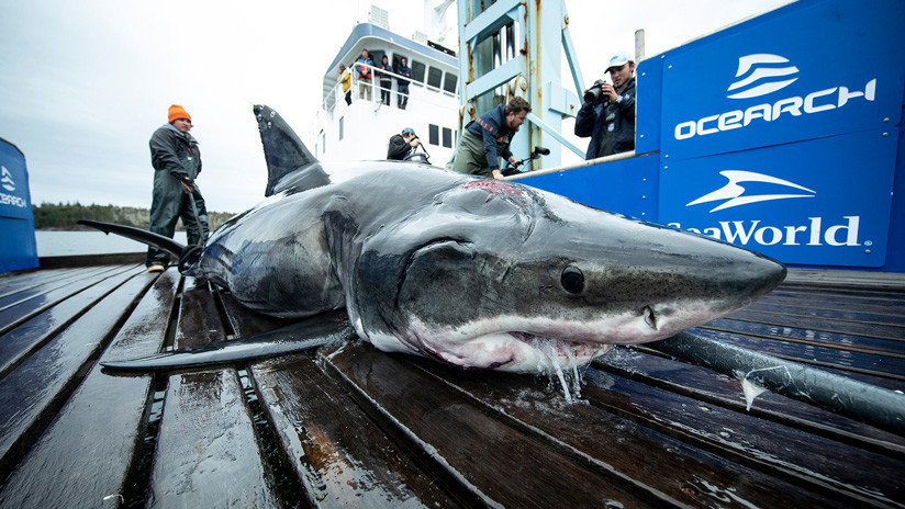 FOTO: Captan un tiburón blanco con la cabeza entera mordida por otro animal mucho más grande