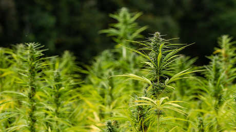 Legisladores de México proponen crear una empresa pública para regular la venta de cannabis