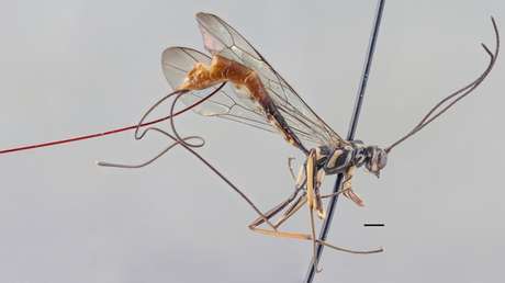 FOTOS: Científico descubre una especie de avispa parásita y la bautiza con el nombre de su mujer