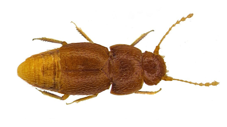 FOTO: Una nueva especie de insectos recibe nombre en homenaje a Greta Thunberg