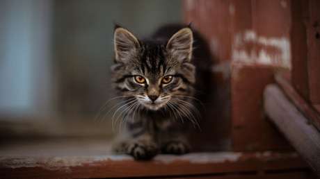 Nuevo reto viral: la frenética búsqueda de un gato escondido entre palomas en menos de 18 segundos