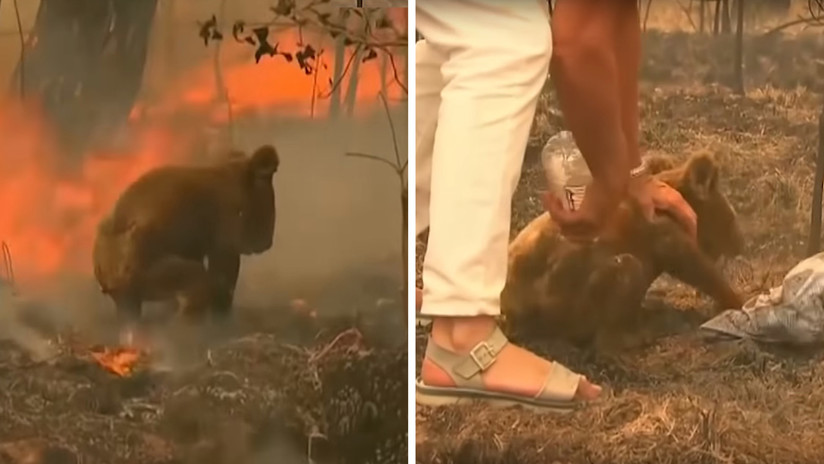 VIDEO: Una mujer arriesga su vida para rescatar a un koala de las llamas de un incendio forestal en Australia