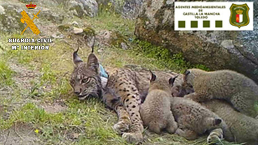 Mata Una Hembra De Una De Las Especies De Felinos Mas Amenazadas Del Planeta Y Ahora Le Estan Investigando Rt