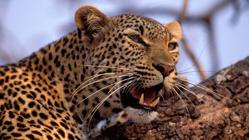 Leopardos aterrorizan una región de Nepal: en 18 meses han matado 6 niños