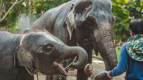 Un elefante que lleva el nombre de Osama bin Laden mata a cinco residentes de una aldea en la India