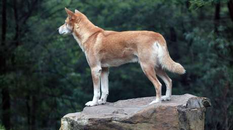 'Regalo del cielo': Un águila arroja un cachorro en el patio de una mujer y resulta ser un dingo casi extinto (FOTOS)