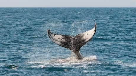 "Fue surrealista": Una gigantesca ballena azul sorprende a un grupo de surfistas (VIDEO)