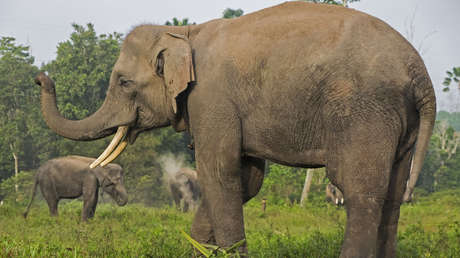 Foto Decapitado Y Con Los Colmillos Cortados Por Cazadores Furtivos Hallan Restos De Un Elefante En Peligro Critico De Extincion Rt