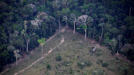 Alertan del saqueo de tierras indígenas en la Amazonía para la ganadería ilegal: "Es una amenaza para todo el ecosistema del planeta"