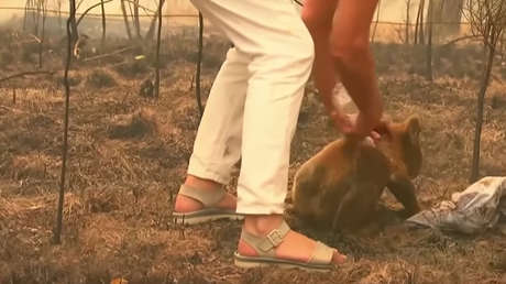 Muere el koala rescatado por una mujer en un incendio en Australia