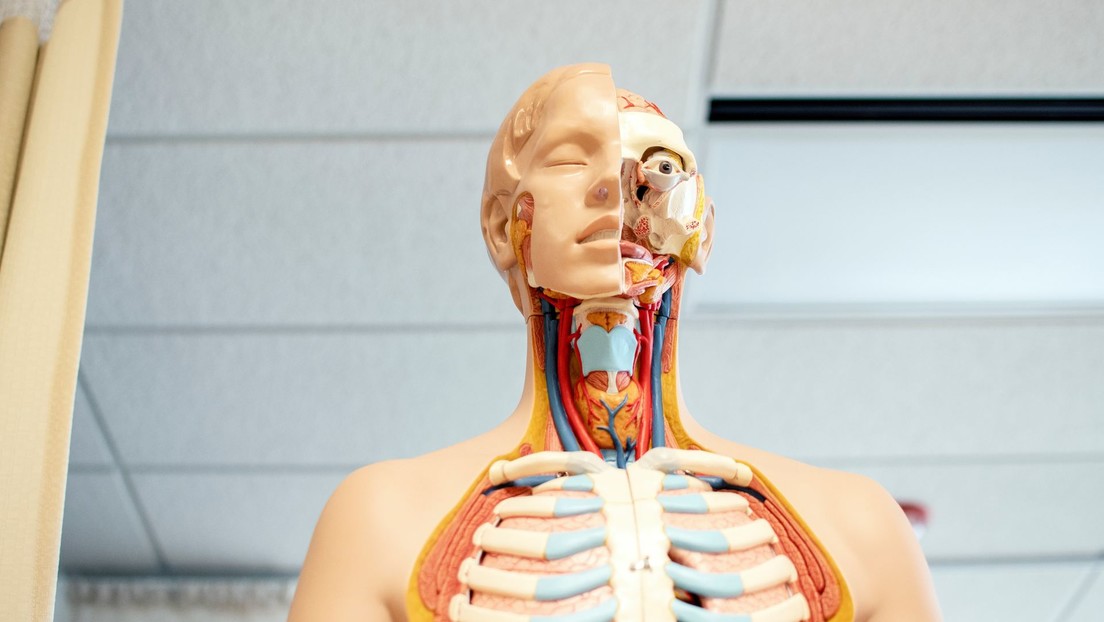 Una Maestra Española Se Presenta En Clase Con Traje Anatómico Para Enseñar Cómo Es El Cuerpo 