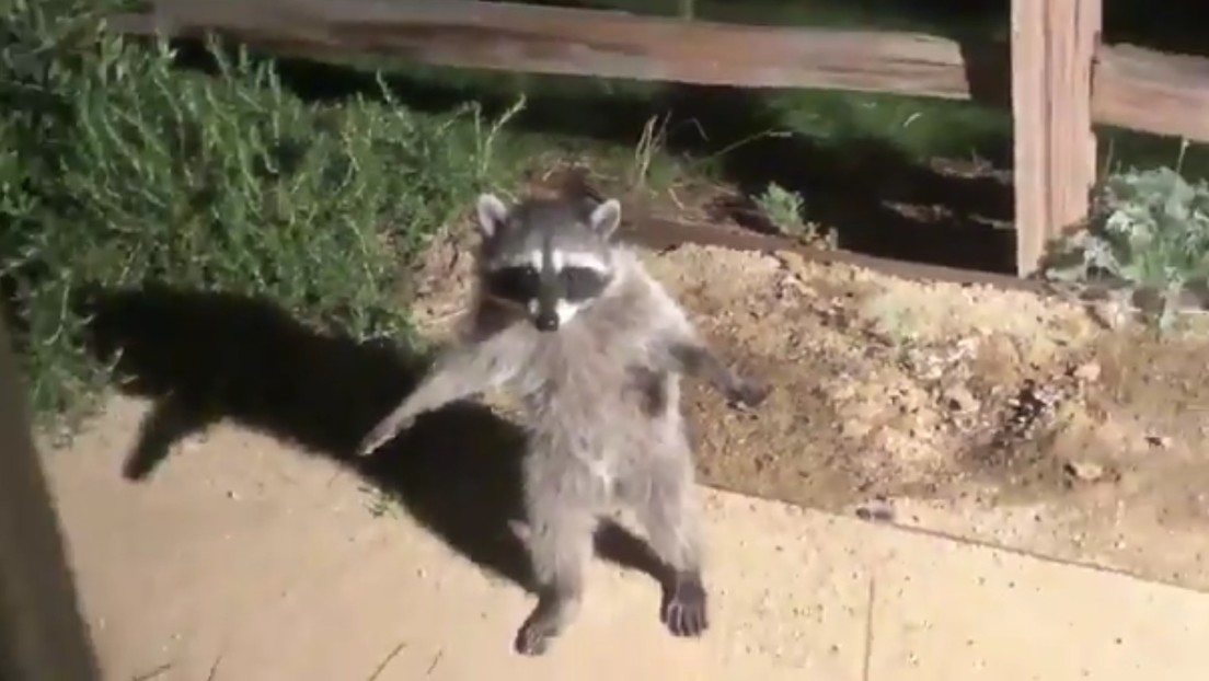 VIDEO: Momento en que dos mapaches fingen ser estatuas al ser descubiertos en un jardín