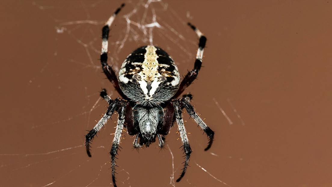 Descubren En Mexico Una Nueva Especie De Arana Violinista Venenosa Endemica Del Valle Del Anahuac Rt