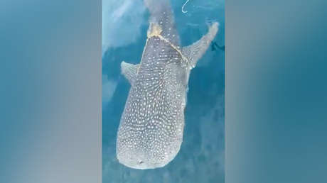 VIDEO: Un tiburón ballena se acerca al bote de unos pescadores y estos deciden arriesgar su vida tras entender qué era lo que quería
