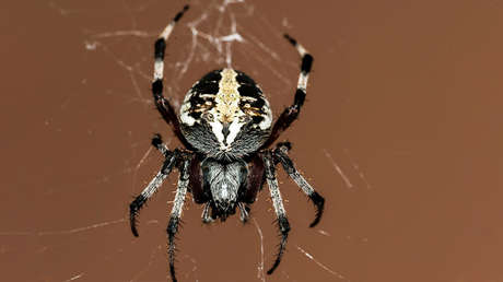 Descubren en México una nueva especie de araña violinista venenosa endémica del Valle del Anáhuac