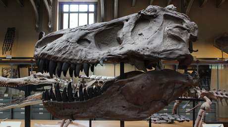 Un nuevo dinosaurio hallado en Argentina revela claves de la evolución de los terópodos