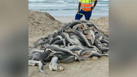 Encuentran decenas de tiburones mutilados apilados en una playa de Sudáfrica