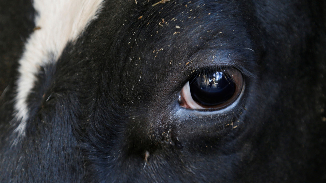 Video de una vaca preñada que está de rodillas y "llorando por su vida" conmociona la Red y reúnen 3.600 dólares para salvarla