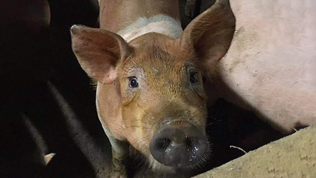 Cerdos comiéndose unos a otros por hambre: filman el maltrato animal en una granja en Irlanda del Norte
