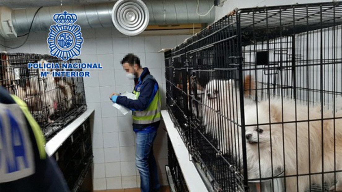 Rescatan de dos criaderos ilegales a 270 perros a los que les habían cortado sus cuerdas vocales para que no ladraran