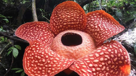 Florece en Indonesia la flor mÃ¡s grande del planeta