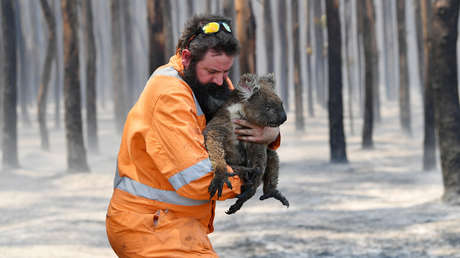 Más de mil millones de animales pierden la vida en los incendios de Australia