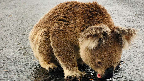 VIDEO: Captan a un koala lamiendo el asfalto mojado en una carretera de Australia tras las esperadas tormentas