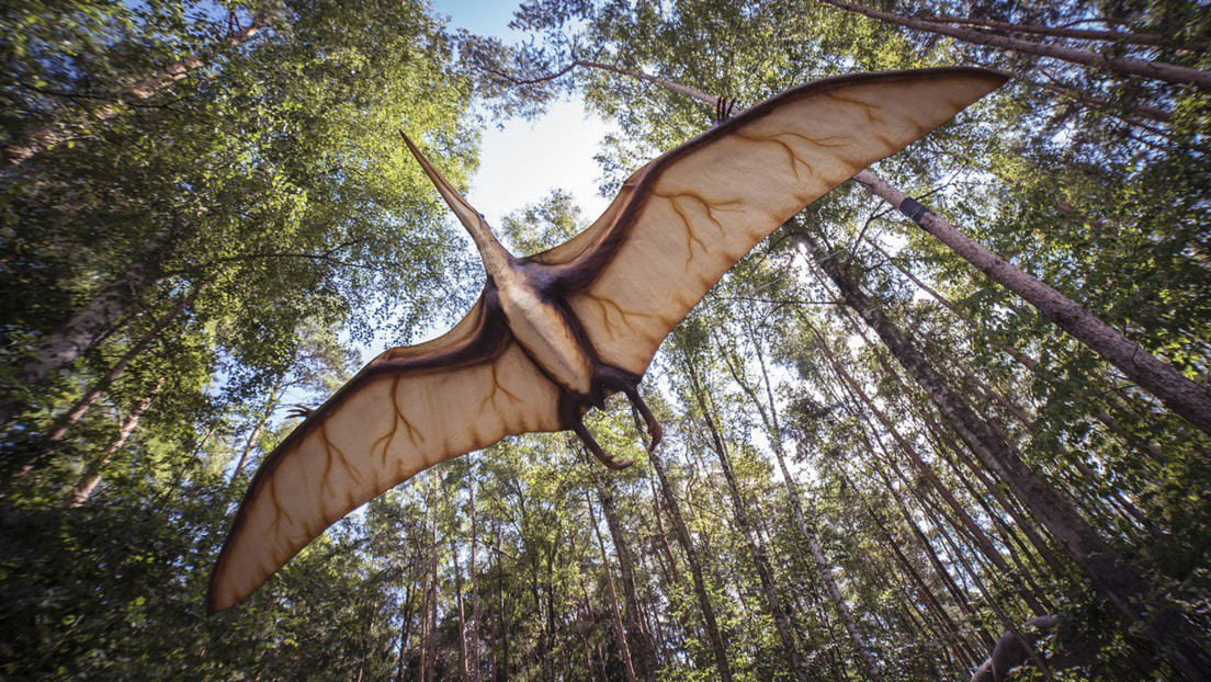 Hallan restos de antiguos pterosaurios caminantes en el sur de Francia