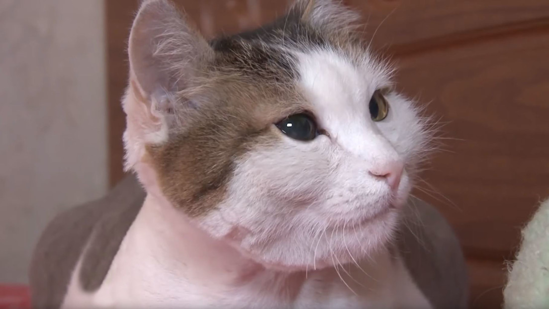 VIDEO: Un gato salva a su dueña de morir en un incendio mientras dormía