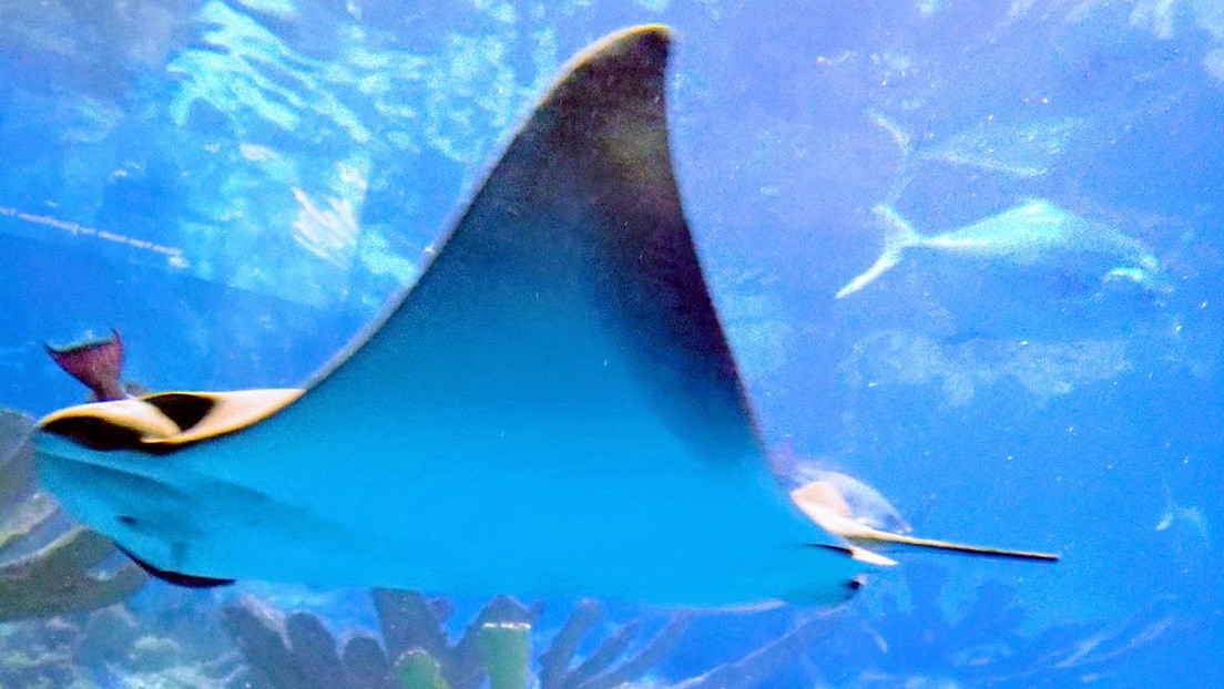 FOTOS: La única mantarraya rosa conocida del mundo es captada cerca de ...