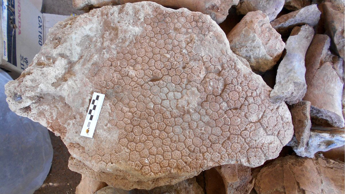 Confirman el hallazgo de fósiles de perezosos gigantes, elefantes y gliptodontes en Bolivia