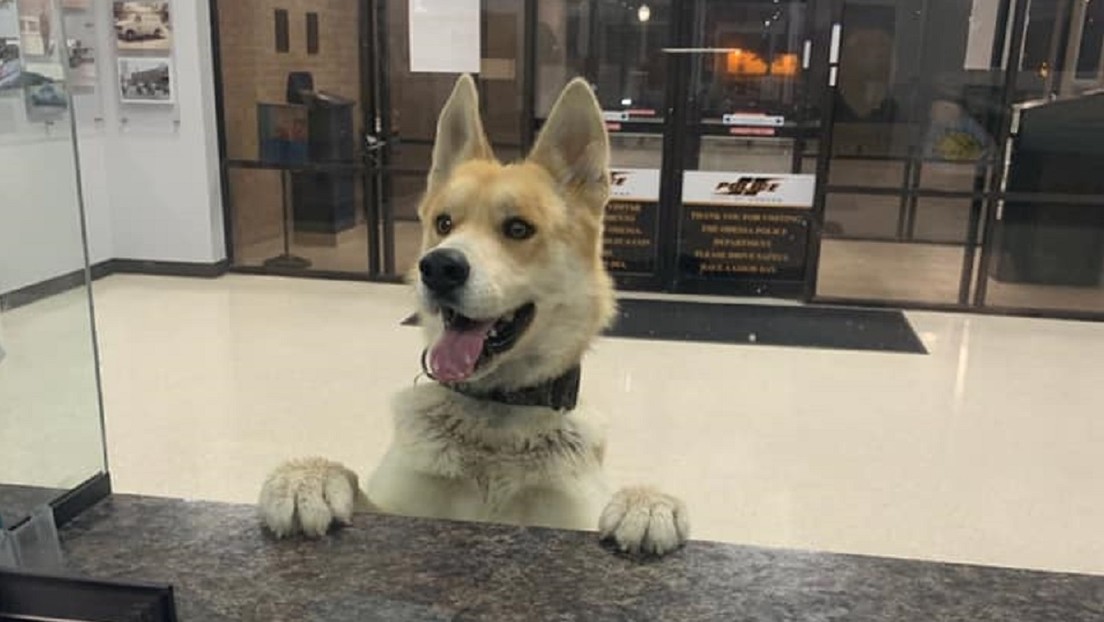 FOTOS: Un perrito acude a una estación de Policía y se 'reporta a sí mismo' como extraviado