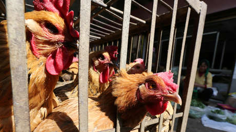 China informa de un brote de gripe aviar en medio de la batalla contra el coronavirus 2019-nCoV
